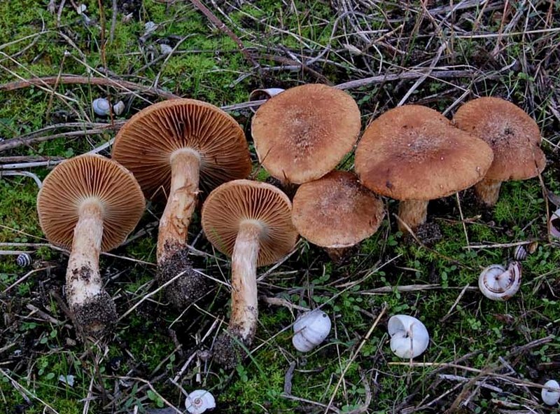 Inocybe su terreno sabioso